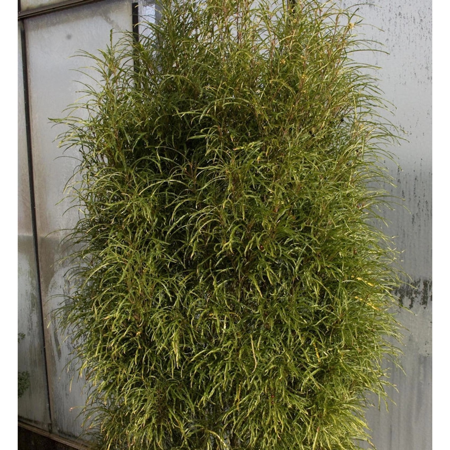 Farnblättriger Faulbaum Pulverholz Ron Williams 40-60cm - Rhamnus frangula günstig online kaufen