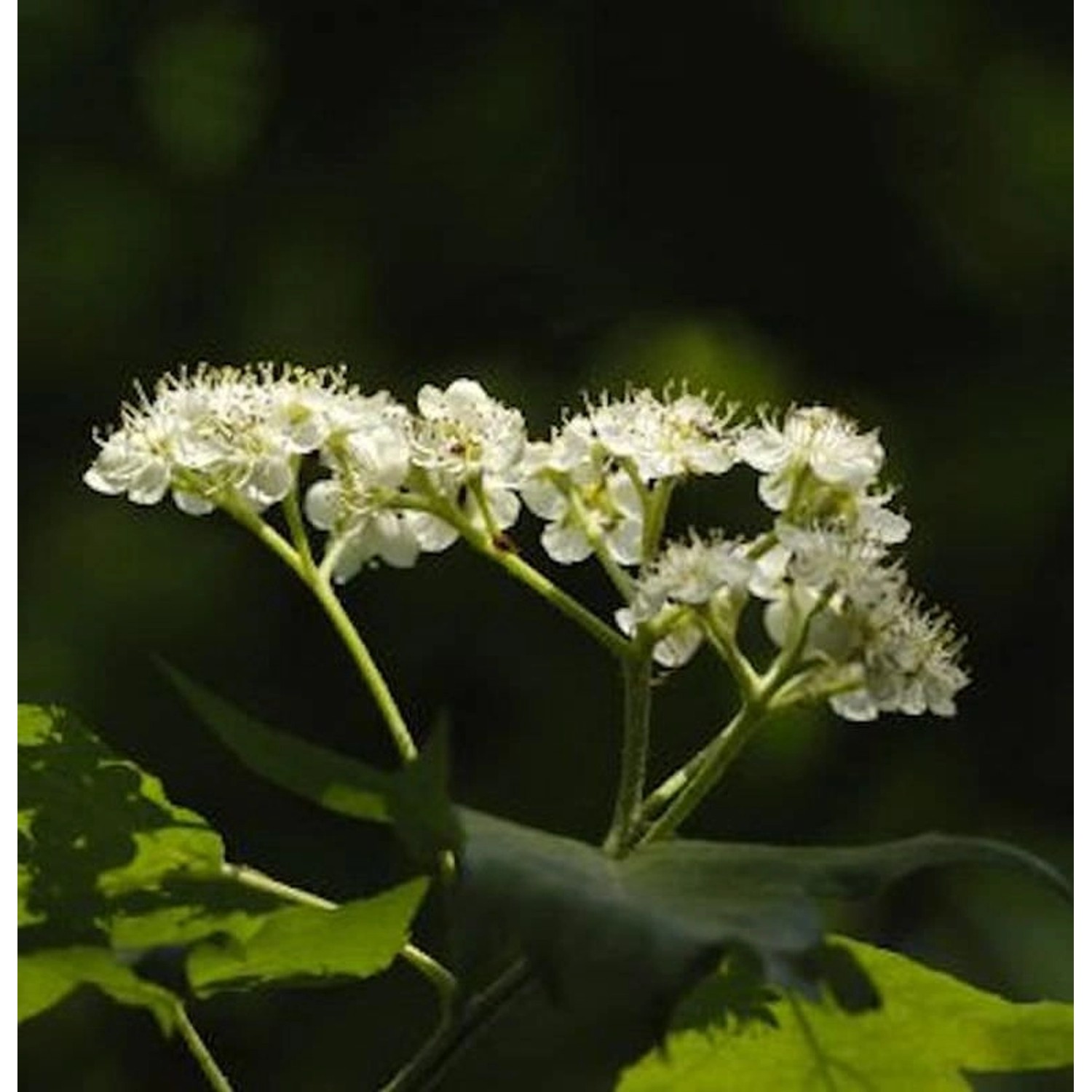 Erlenblättrige Eberesche Red Bird 100-125cm - Sorbus alnifolia günstig online kaufen