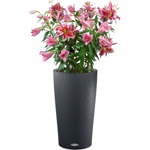 Lechuza Pflanzgefäß Cilindro Color, Ø 32 cm, schiefergrau, mit rosa Lilien bepflanzt.