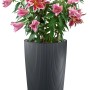 Lechuza Pflanzgefäß Cilindro Color, Ø 32 cm, schiefergrau, mit rosa Lilien bepflanzt.