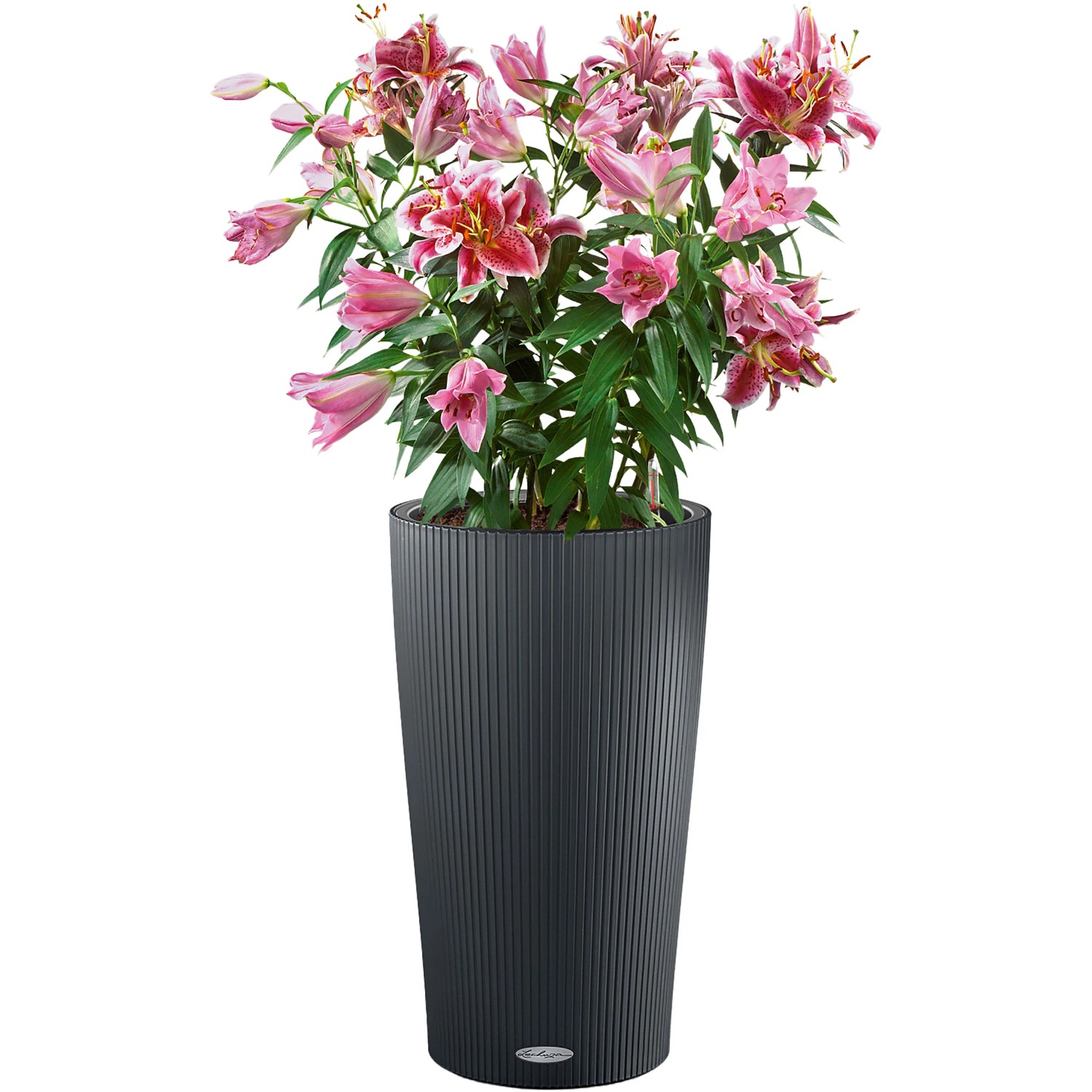 Lechuza Pflanzgefäß Cilindro Color, Ø 32 cm, schiefergrau, mit rosa Lilien bepflanzt.
