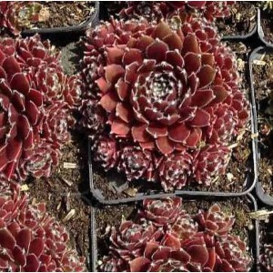 Dachwurz 'Silberkarneol' (Sempervivum cultorum) im Topf, rote Blätter mit silbernen Spitzen.