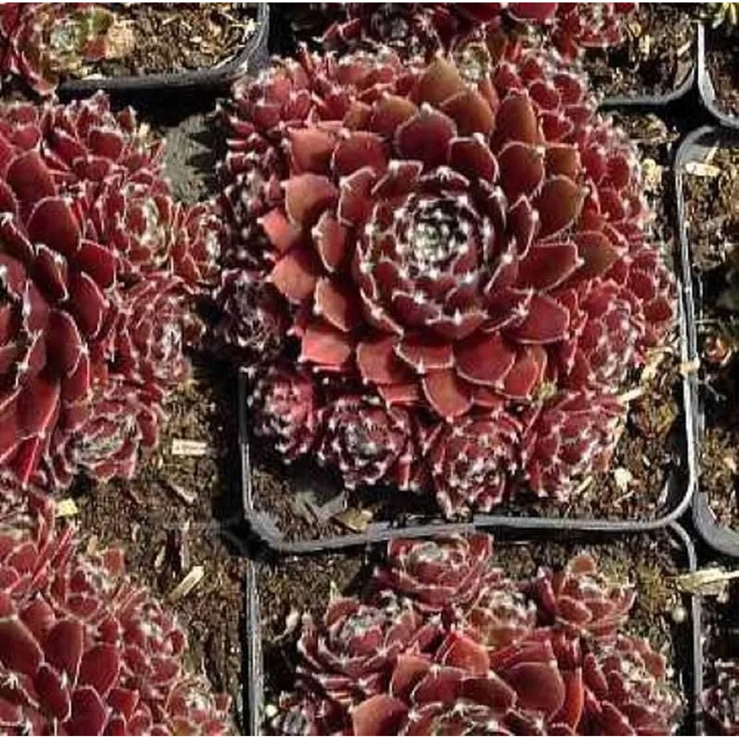 Dachwurz Silberkarneol - Sempervivum cultorum