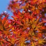 Acer Palmatum Trompenburg: Japanischer Ahorn mit tiefroten Blättern vor blauem Himmel.