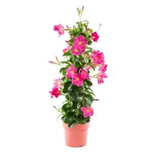 Dipladenie Pyramide im Topf, ca. 70 cm hoch, mit pinkfarbenen Blüten. Blühende Kübelpflanze.