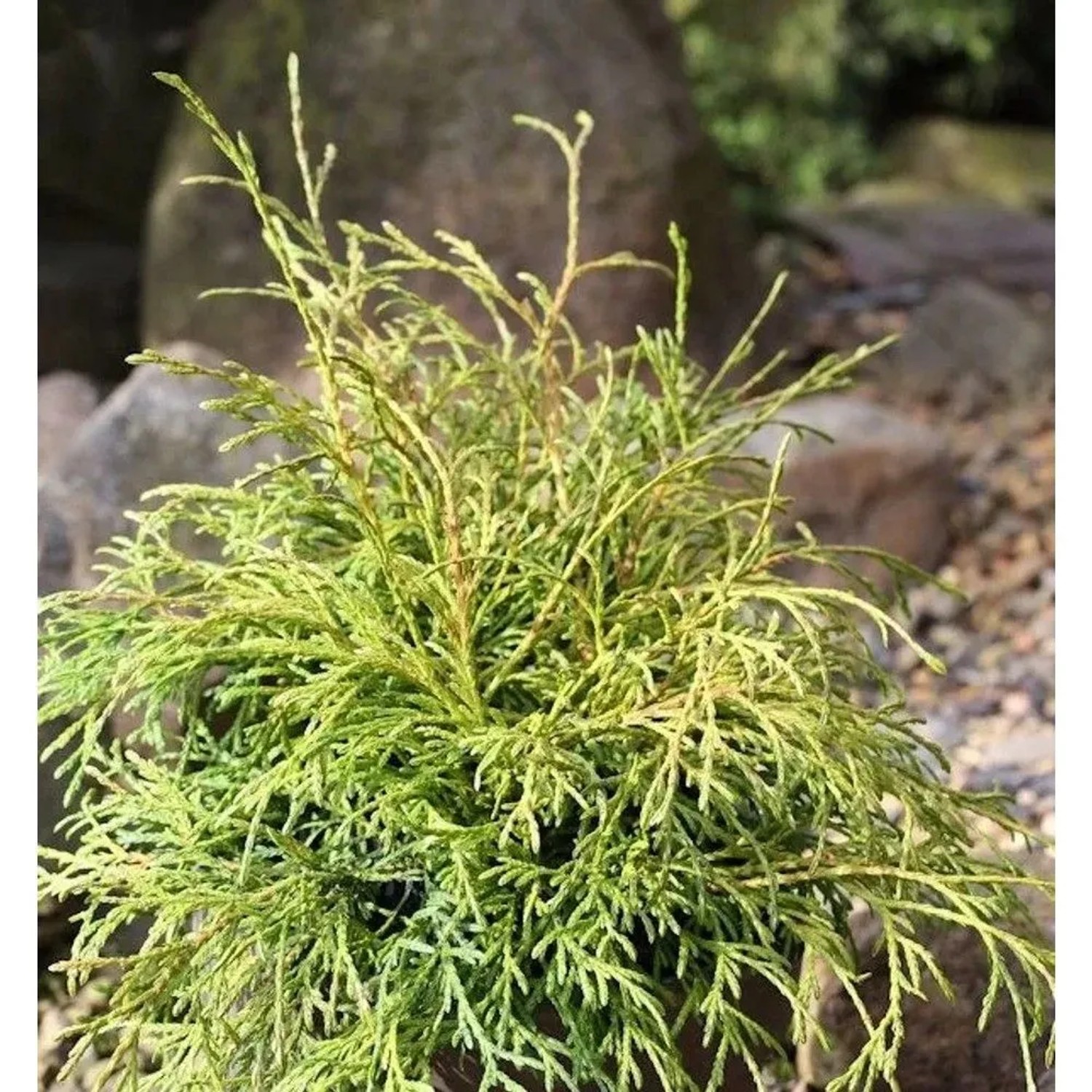 Hochstamm Faden Thuja Filiformi 80-100cm - Thuja occidentalis