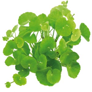 Dennerle Plants Aquariumpflanze Hydrocotyle Leucocephala mit runden, hellgrünen Blättern.