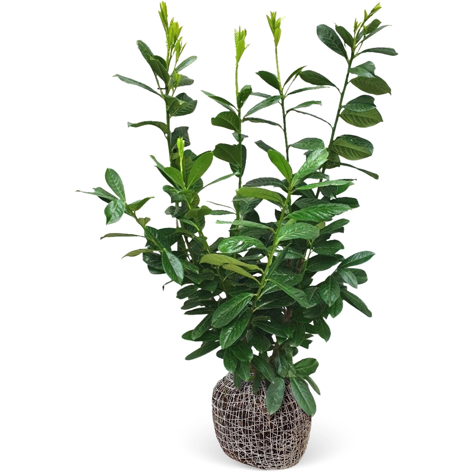 Kirschlorbeer Novita Set à 20 Stück Höhe ca. 100 - 125 cm Prunus laurocerasus