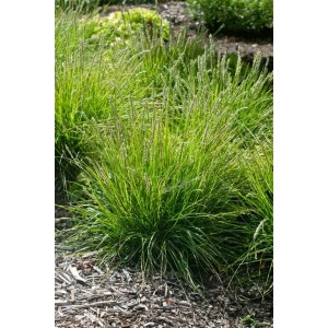 Herbst-Kopfgras (Sesleria Autumnalis) im Topf, Ziergras mit graugrünen Blüten.