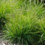 Herbst-Kopfgras (Sesleria Autumnalis) im Topf, Ziergras mit graugrünen Blüten.