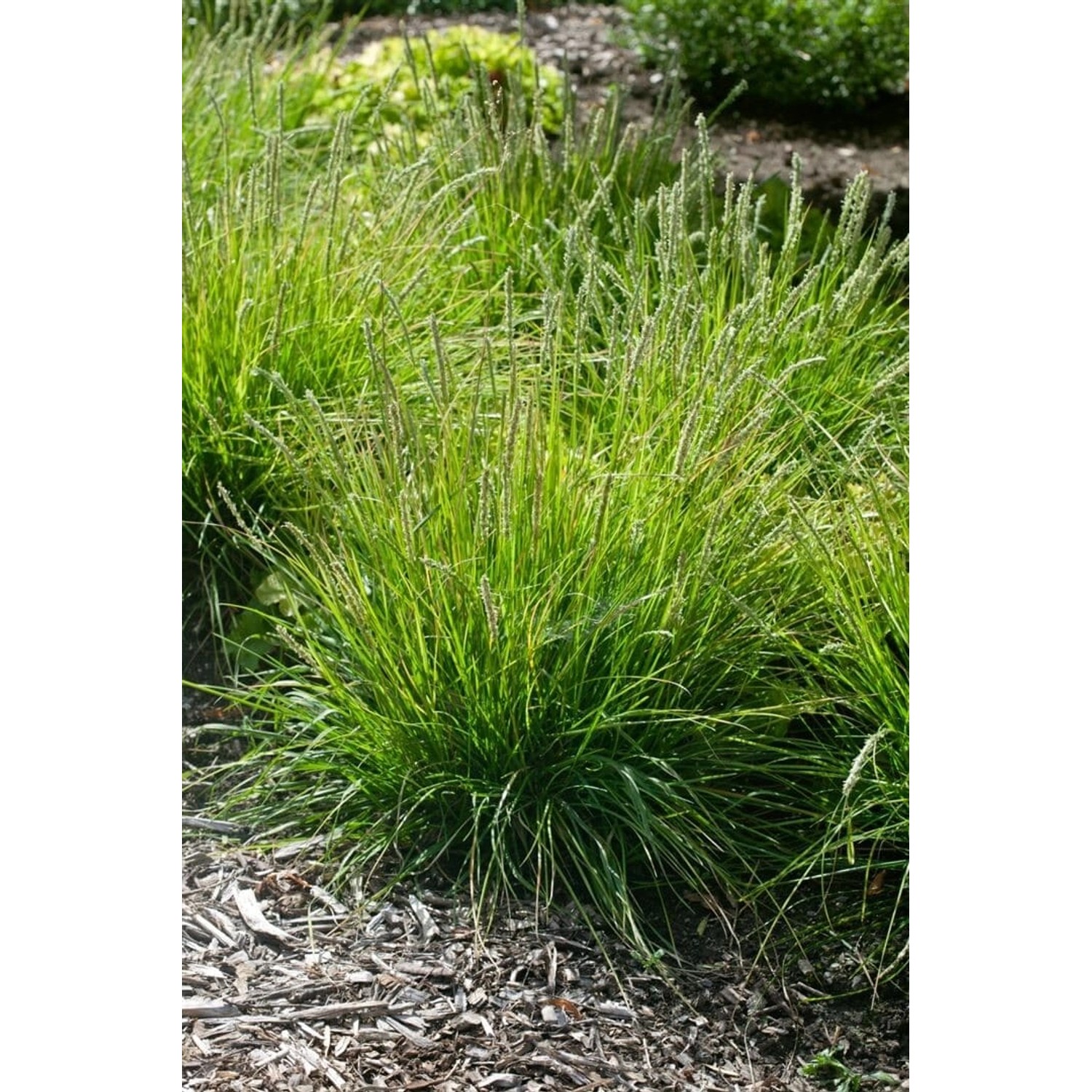 Sesleria Autumnalis Herbst-Kopfgras Ca. 9x9 cm Topf Ziergras günstig online kaufen