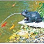 Heissner Teichfigur Frosch Solar-Set mit Pumpe im Gartenteich, Wasserfontäne und Fische.