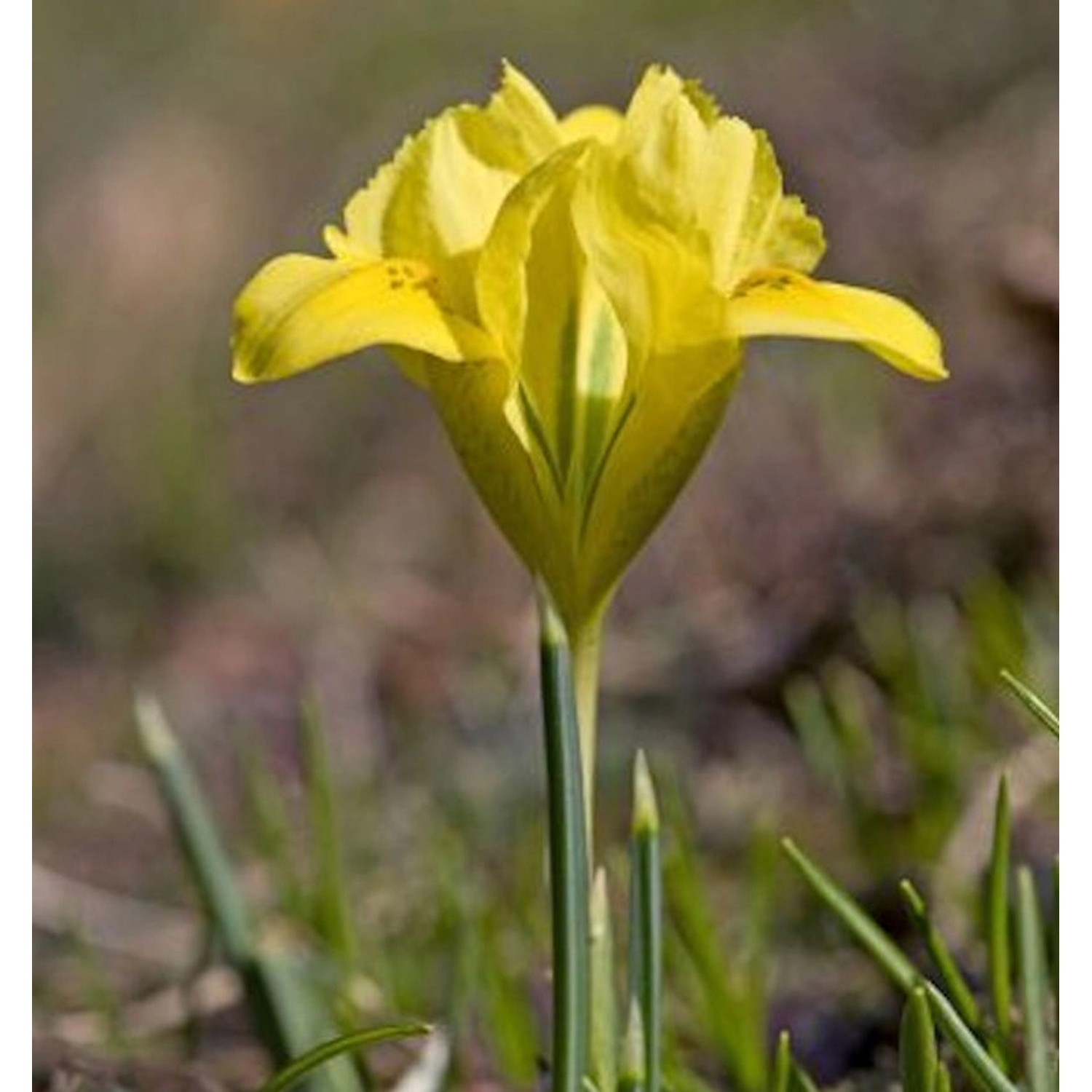 Danford Iris - Iris danfordiae günstig online kaufen