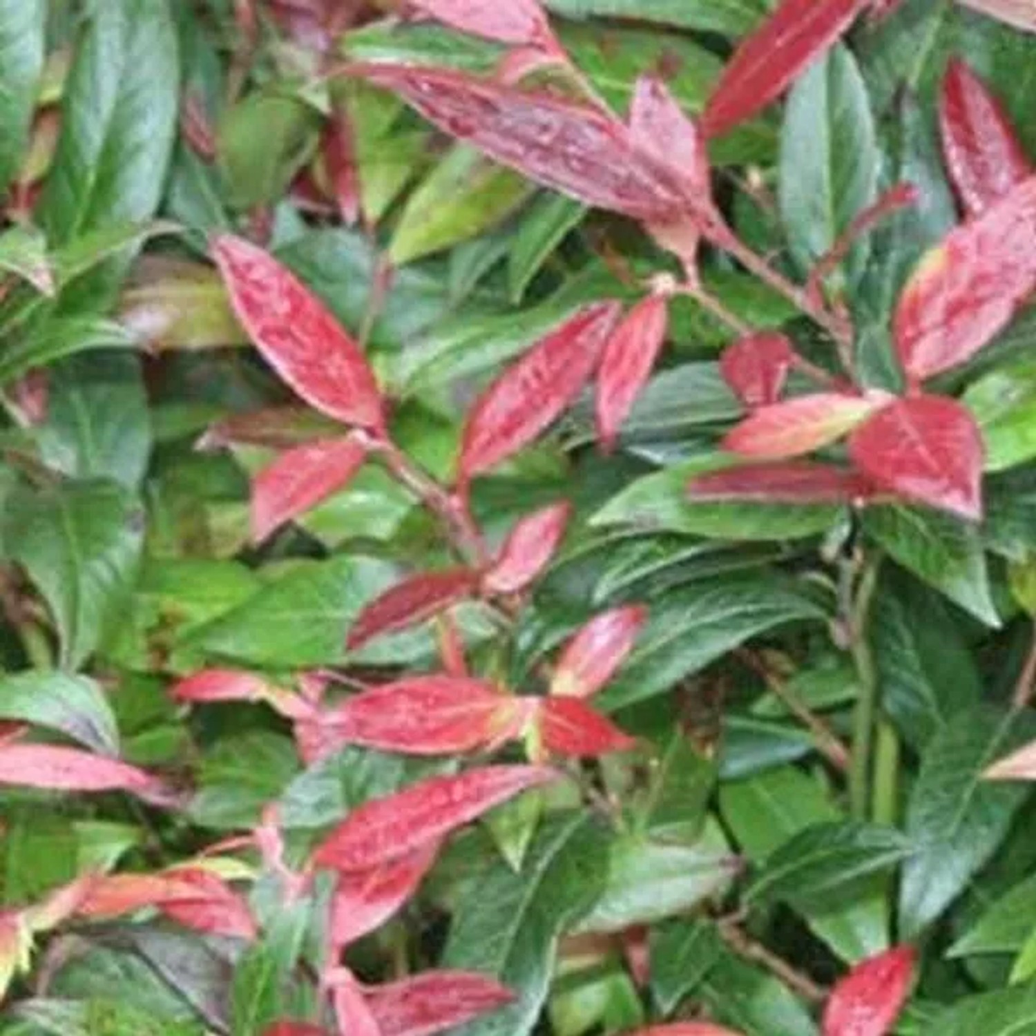 Lavendelheide 'Zeblid' Leucothoe scarletta 50 bis 60 cm im Container Dekorativ