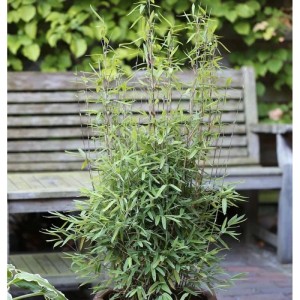 Kugeliger Gartenbambus 'Volcano' (Fargesia nitida) im Topf, grüne Blätter und rötliche Halme.