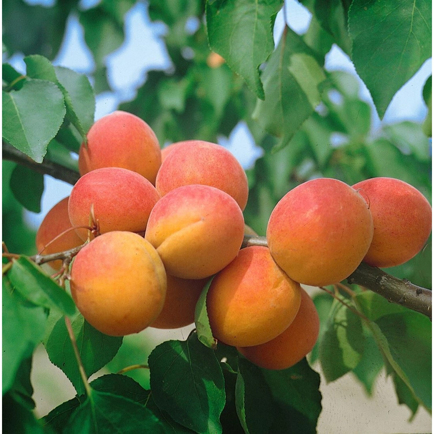 Prunus Armeniaca Harcot Aprikose Süß 150–200 cm günstig online kaufen