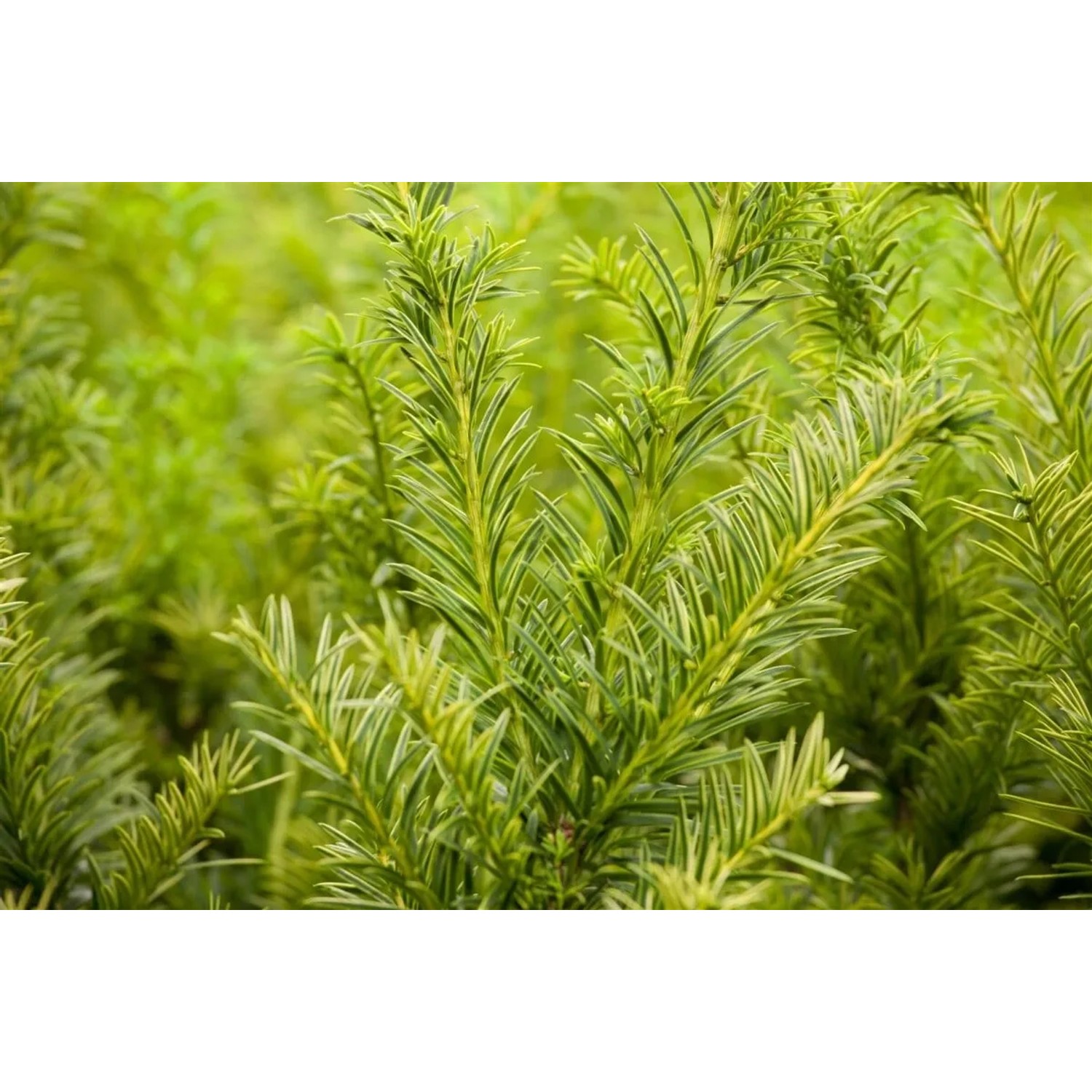 Taxus media 'Tymon' 60-70 cm