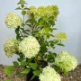 Baumfink Rispenhortensie im Topf, 40-60cm, mit limettengrünen Blüten.