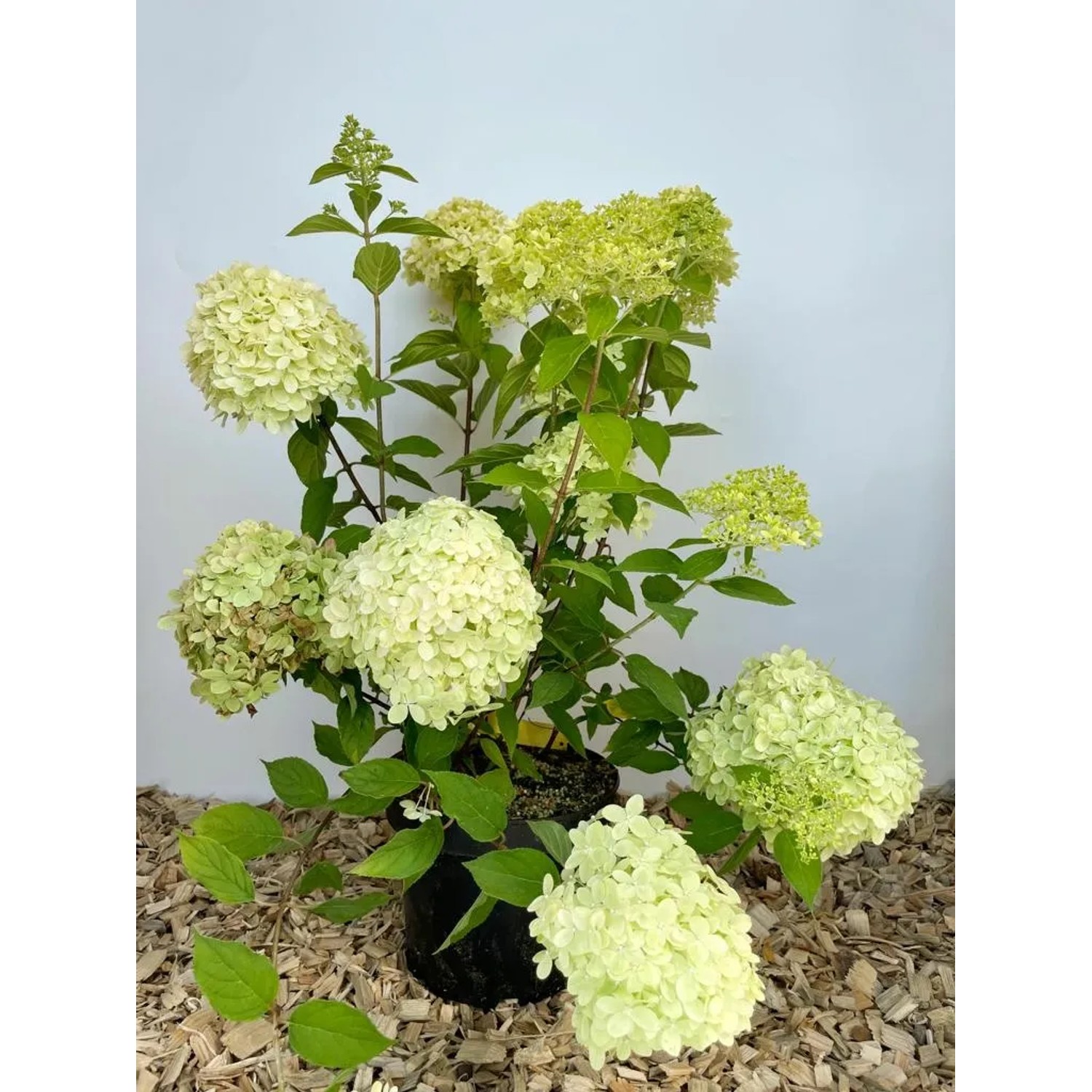 Baumfink Rispenhortensie im Topf, 40-60cm, mit limettengrünen Blüten.