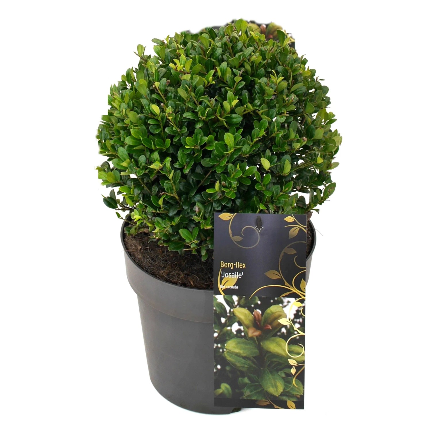 Ilex crenata Twiggy Kugel winterhart immergrn Heckenpflanze 20-25 cm 4,6 l  Topf kaufen bei OBI