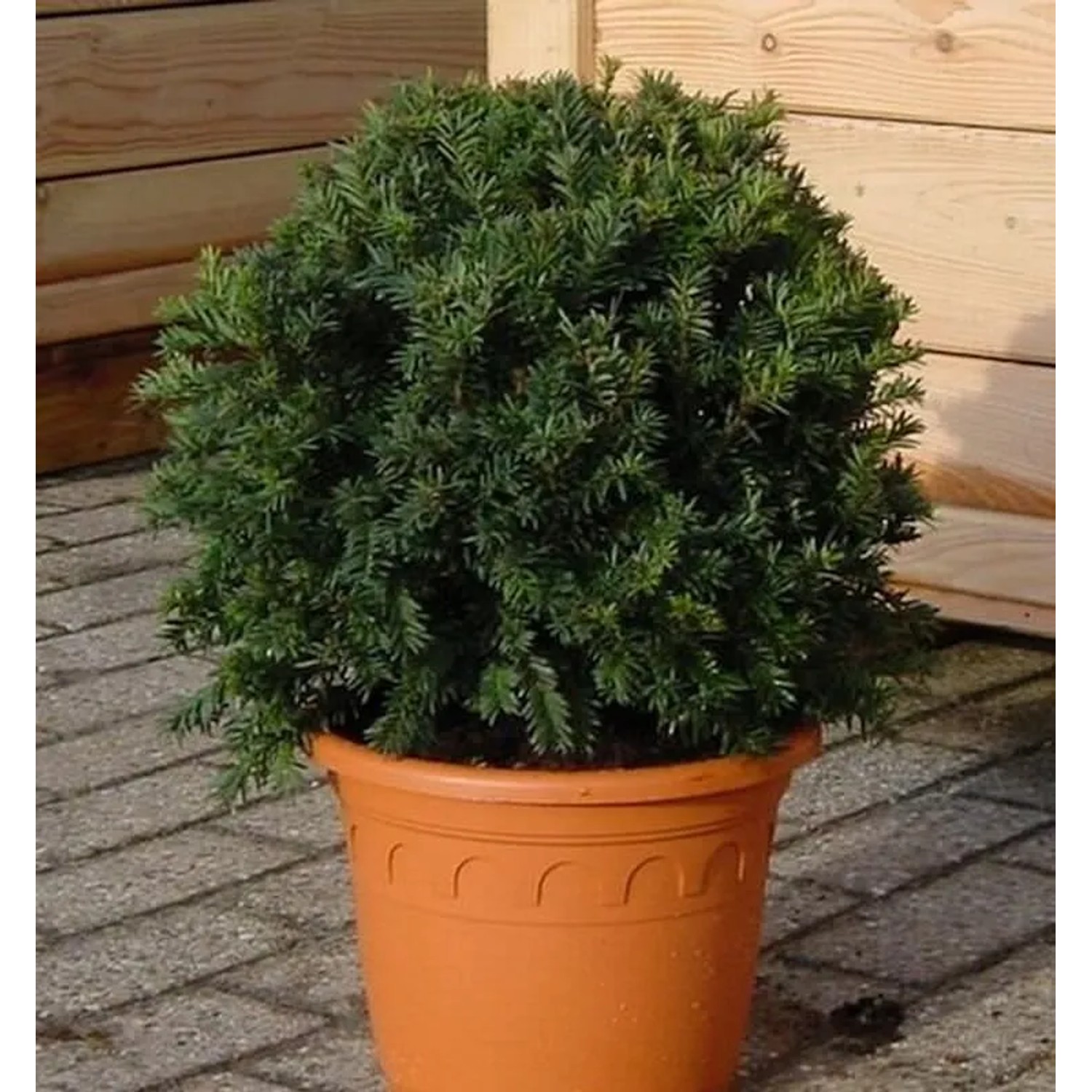 Kugelschnitt Dunkle Straucheibe Schwarzgrün 20-25cm - Taxus baccata
