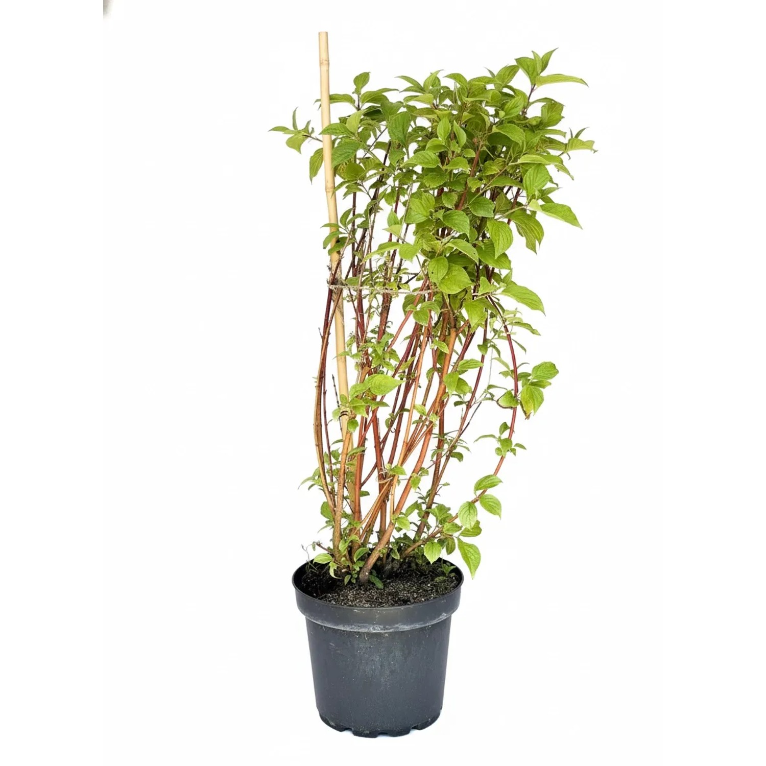 Baumfink Rotholz Hartriegel als Topfpflanze 40-60cm