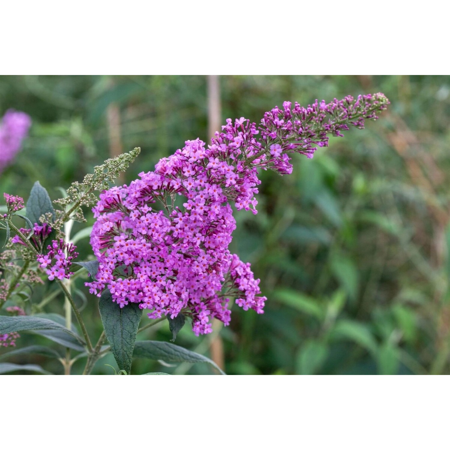 Buddleja Davidii Schmetterlingsstrauch Pink Delight 100-125 cm günstig online kaufen