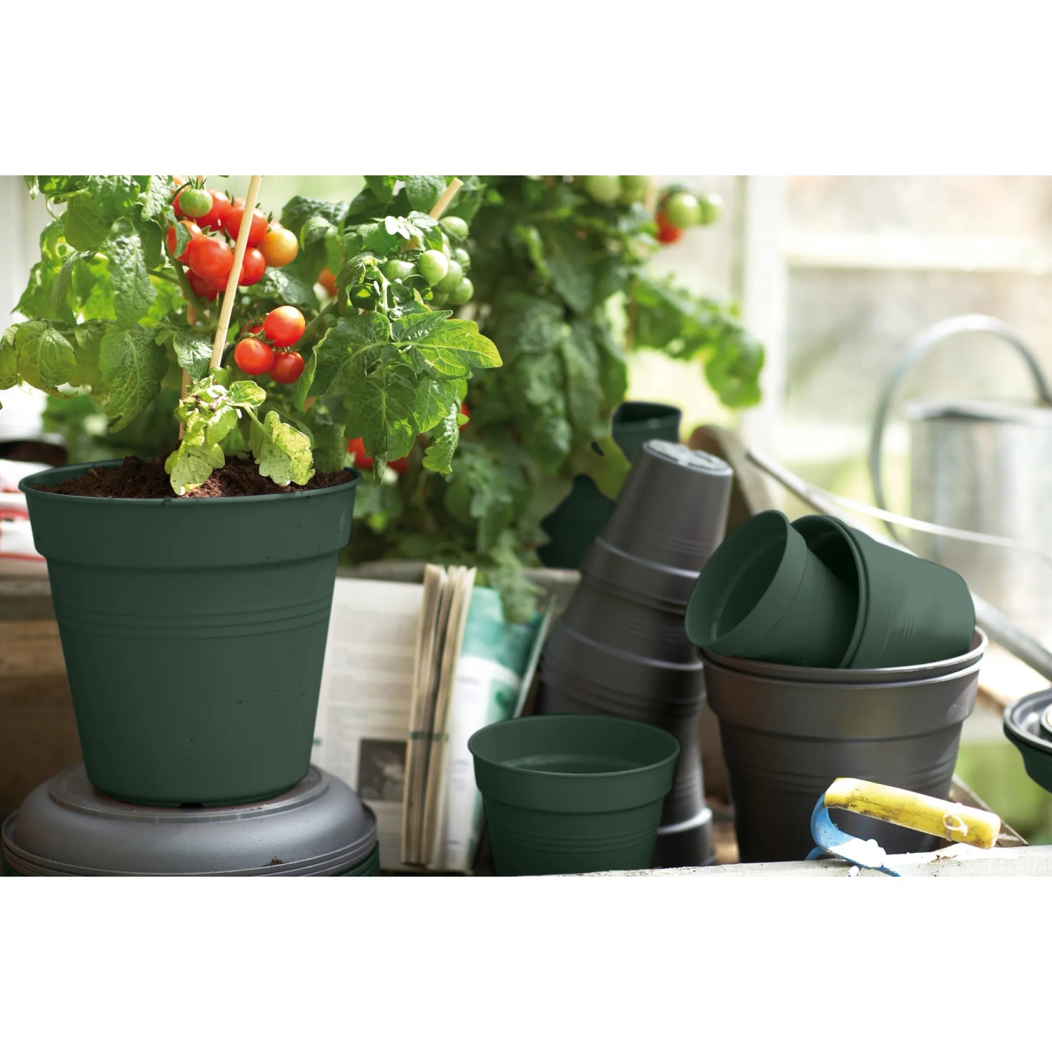 Elho Anzuchttopf Green Basics, Ø 11 cm, laubgrün, mit Tomatenpflanze und weiteren Töpfen.
