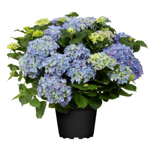 GROW by OBI Hortensie Hi Diva Blue im Topf, blaue Blüten.