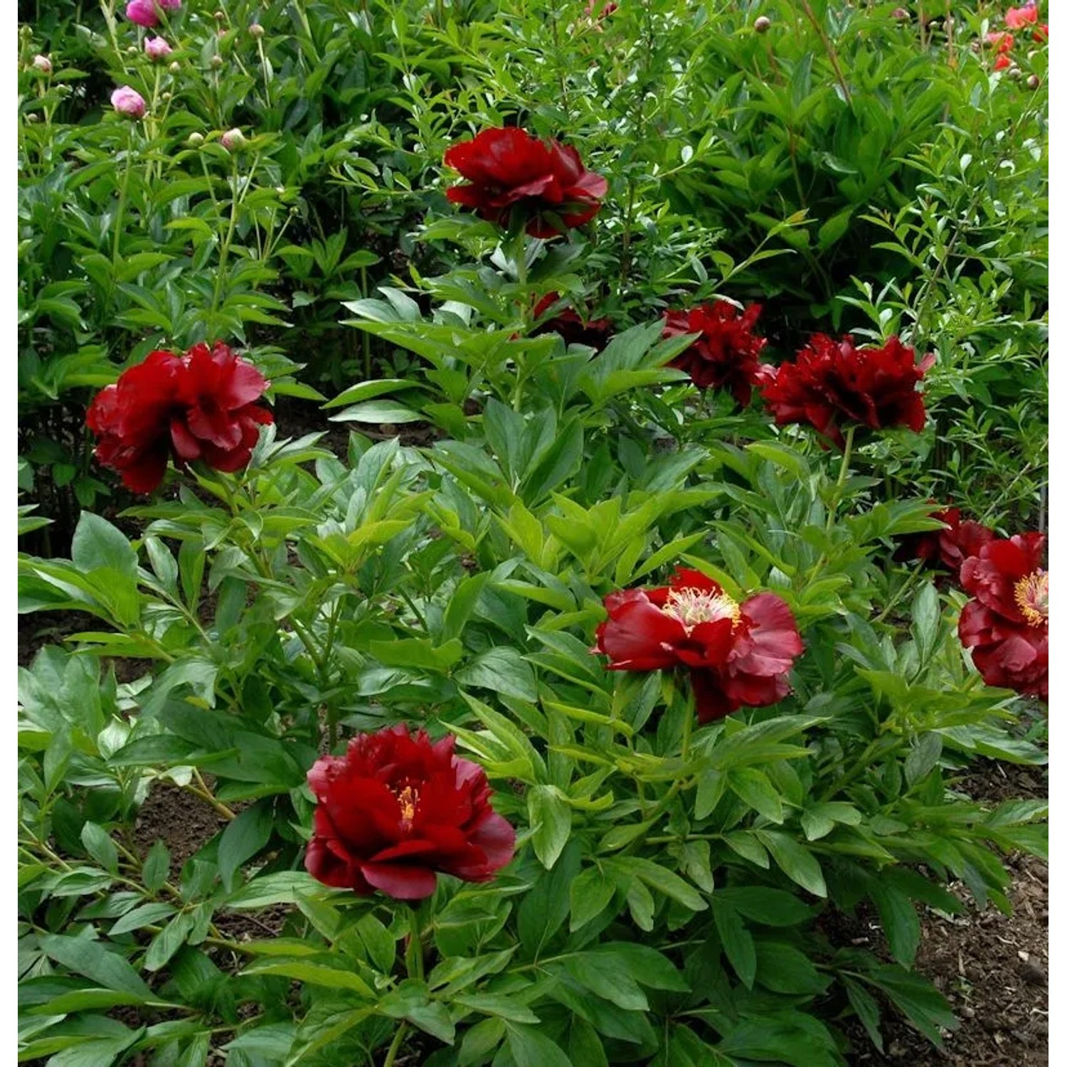 Strauchpfingstrose Shima Dajin - Paeonia suffruticosa