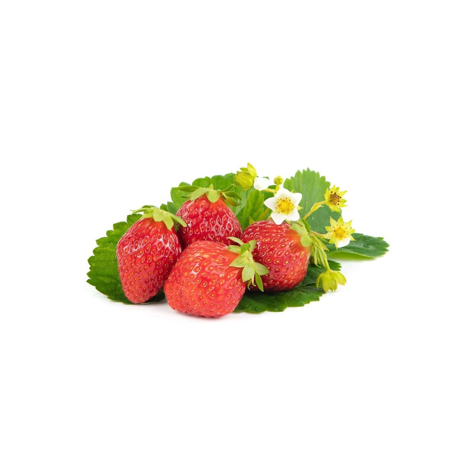 Erdbeerprofi Korona Erdbeeren 10 Frigo Topfpflanzen kaufen bei OBI