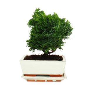 Outdoor-Bonsai: Chamaecyparis Scheinzypresse (3-4 Jahre) im Topf mit Untersetzer.