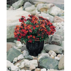 Goldlack 'Constant Cheer' im Topf, rotorange Blüten, ideal für Steingärten. GROW by OBI.