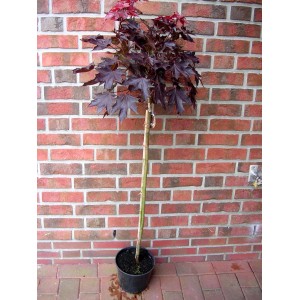 Rotblättriger Kugel-Ahorn (Acer Crimson Sentry) als Stämmchen im Topf, ca. 180-190cm hoch.