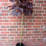 Rotblättriger Kugel-Ahorn (Acer Crimson Sentry) als Stämmchen im Topf, ca. 180-190cm hoch.