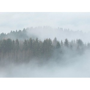 Fototapete Waldlandschaft in Grün, Grau und Braun, 3,50x2,55m. Nebel verhüllt die Bäume.