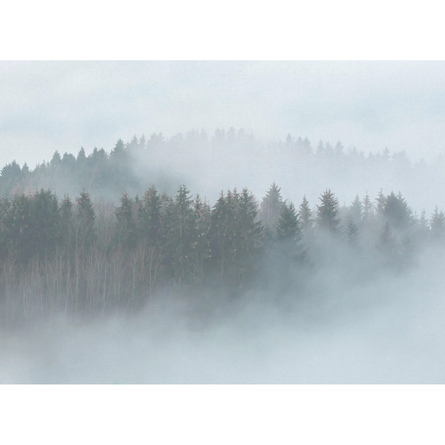 living walls Fototapete Designwalls Misty Forest, glatt, (5 St)