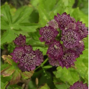 Sterndolde Rosensinfonie, purpurrote Blütenstände der Staude im Detail.