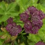 Sterndolde Rosensinfonie, purpurrote Blütenstände der Staude im Detail.
