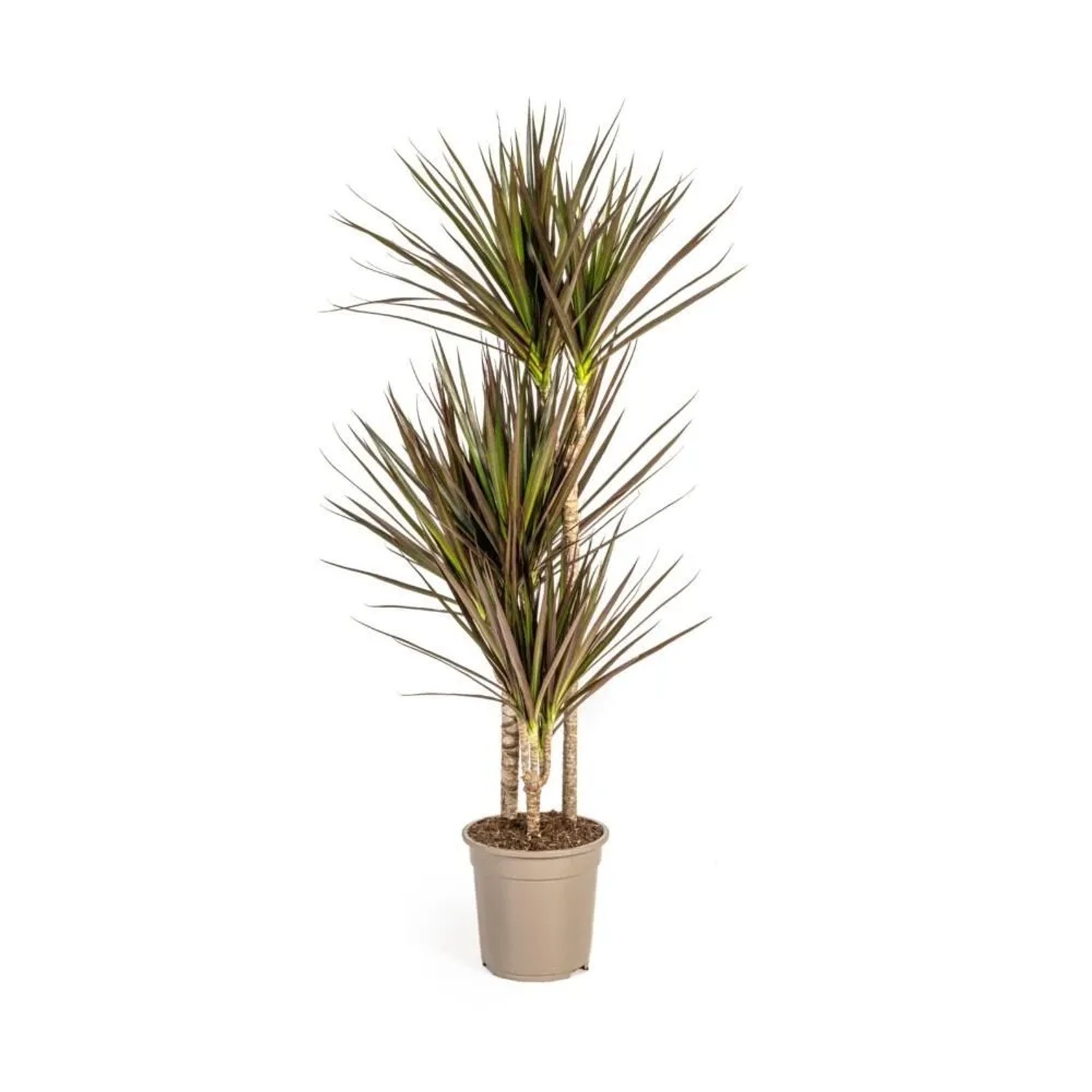 Exotenherz Dracaena Marginata Magenta 21cm Topf Höhe 110-130cm günstig online kaufen