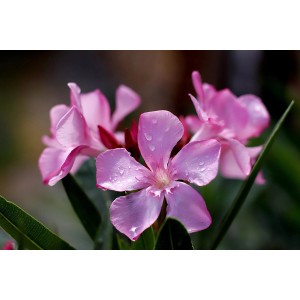 Nahaufnahme: Rosa-weiße Oleanderblüten mit Wassertropfen. Blühende Kübelpflanze.