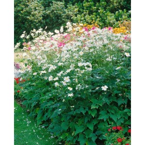 Foto einer blühenden Anemone Japonica 'Whirlwind' im Garten, weiße Blüten, grüne Blätter.