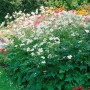 Foto einer blühenden Anemone Japonica 'Whirlwind' im Garten, weiße Blüten, grüne Blätter.
