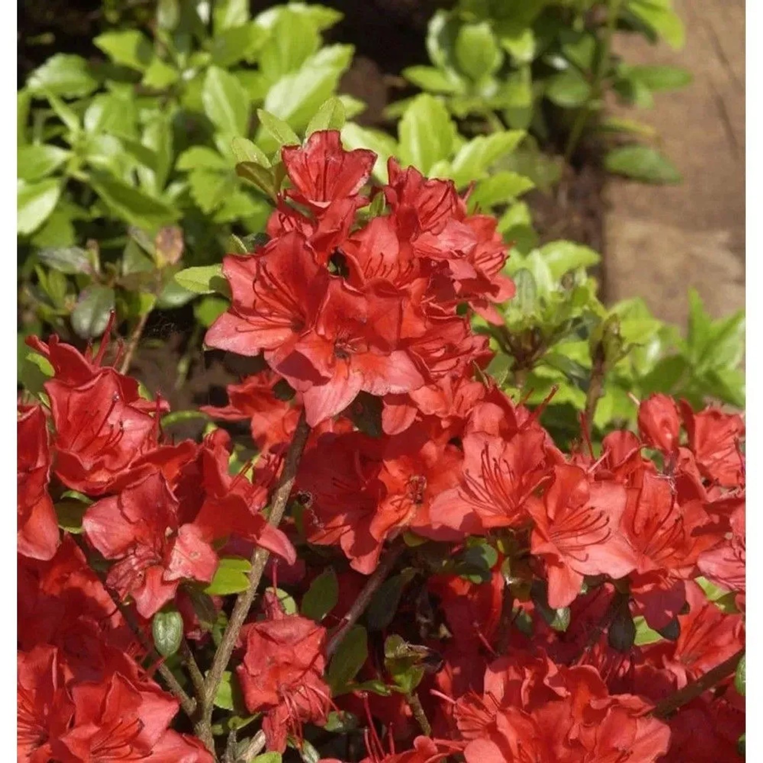 Japanische Azalee Fridoline 20-25cm - Rhododendron obtusum - Zwerg Alpenrose