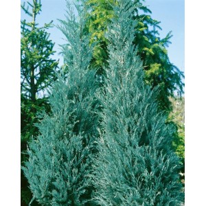 Silbrig-blaue Juniperus Virginiana Burkii (Rot-Zeder), 50-60 cm hoch.