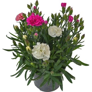 OBI Garten-Nelke Trio im Topf (ca. 13 cm Ø) mit rosa, pinken und weißen Blüten.