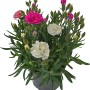 OBI Garten-Nelke Trio im Topf (ca. 13 cm Ø) mit rosa, pinken und weißen Blüten.