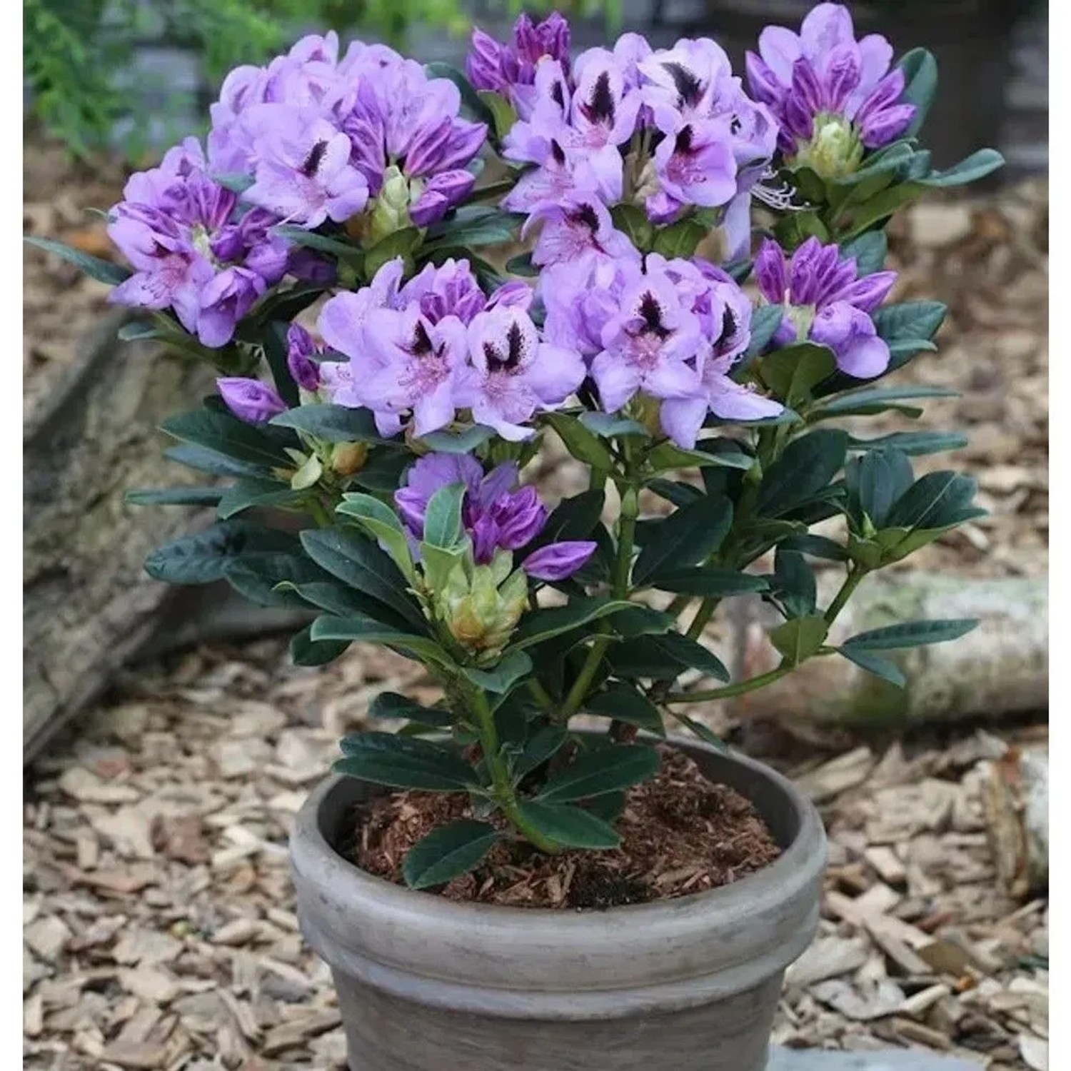 INKARHO - Großblumige Rhododendron Blue Jay 25-30cm - Alpenrose