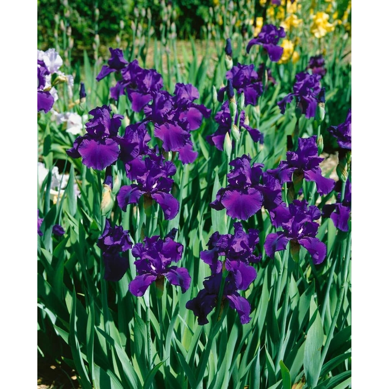 Iris X Barb.-Elat.'Rheintraube' Schwertlilie Ca. 11x11 cm Topf günstig online kaufen