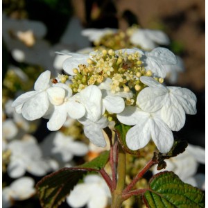 Nahaufnahme des Japanischen Schneeballs 'Summer Snowflake' mit weißen Blüten.